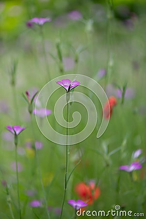 Common corn-cockle Agrostemma githago, plants flowering in a wild meadow Stock Photo